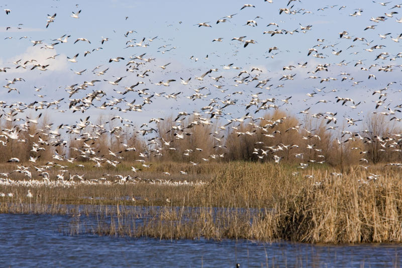 Birds-20051228027.jpg