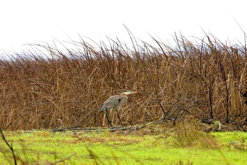 Birds-20051228031.jpg
