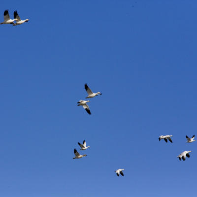 Birds-20051230059.jpg