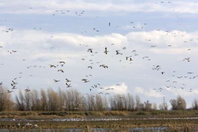 Birds-20051230064.jpg