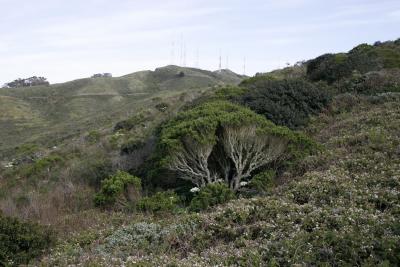 SanBrunoMtn_20060408_122.jpg