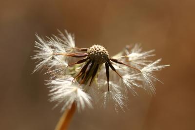Dandelion pride