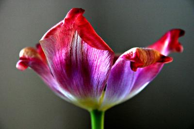 Tulip swansong