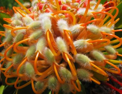 Pincushion