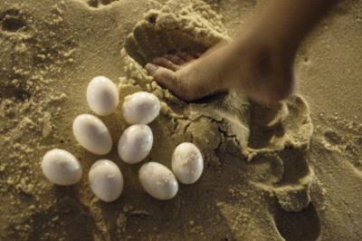 Turtle eggs ?