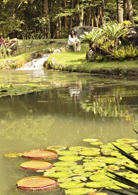 Lily pond with exotic tropical species