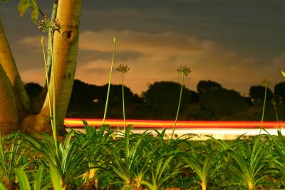 Garden and light trails