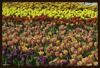 Flower Bed - Tulip 01.jpg