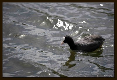 29 Water Fowl.jpg