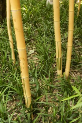 021 China Gold - a great yellow bamboo with green stripes.jpg