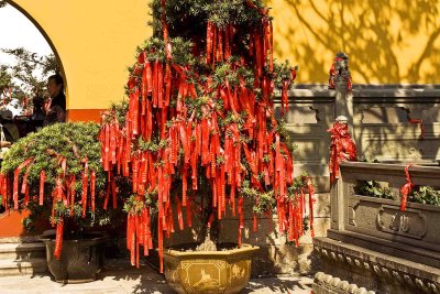 041 The Wishing Tree.jpg