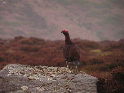 Red Grouse near Bolton Abbey