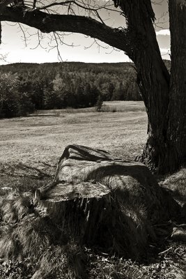 Stump, Rock, Tree, and Field