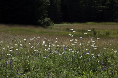 Daisies and Other Wildflowers