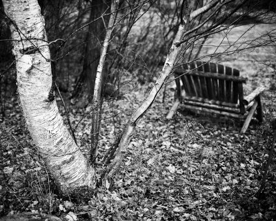Birch and Bench