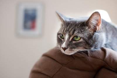 Jenni the Back-of-the-Chair Cat