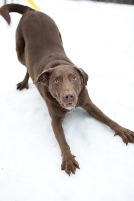 Spicer Playing in the Snow #5 (woof)