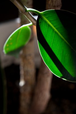 Rubber Tree Plant Leaves Backlit