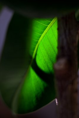 Rubber Tree Plant Leaf Backlit