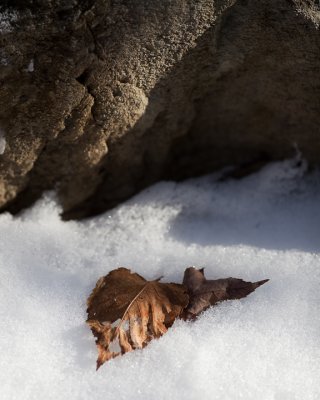 Fallen Leaf by Rock