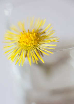 Study of a Little Yellow Flower #3