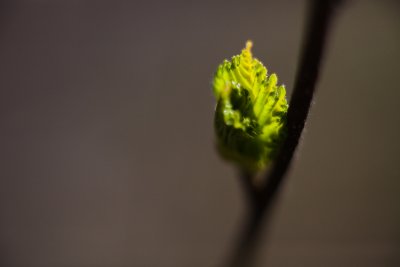 Opening Birch Leaf Bud #1