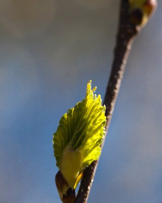Opening Birch Leaf Bud #2