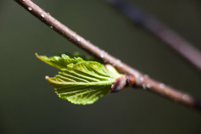 Opening Birch Leaf Bud #4