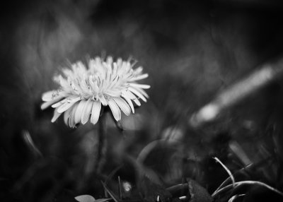 Dandelion Monochrome