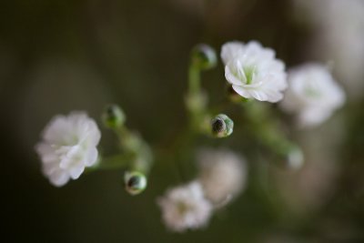 Baby's Breath Grouping