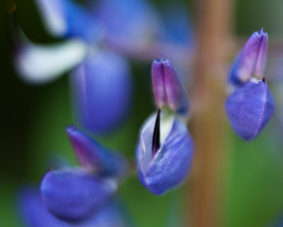 2010 Lupines #3