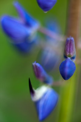 2010 Lupines #7