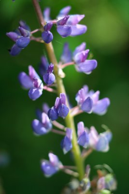 2010 Lupines #12
