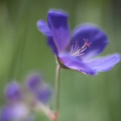 Unknown Blue Flower, Soft #1