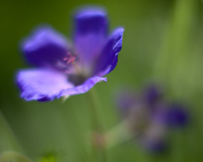 Unknown Blue Flower, Soft #2