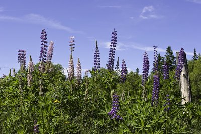 Lupines and Fence Post