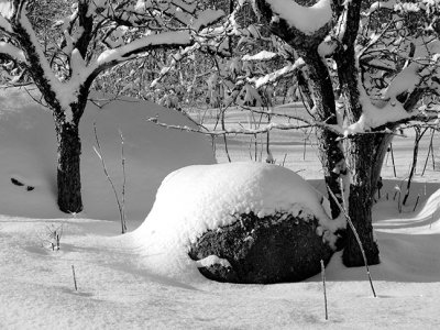 Winter Trees and Rock #1