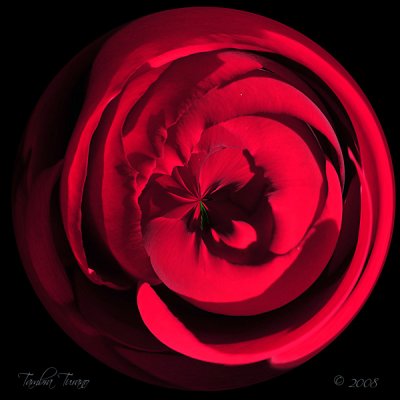 Red Rose Sphere