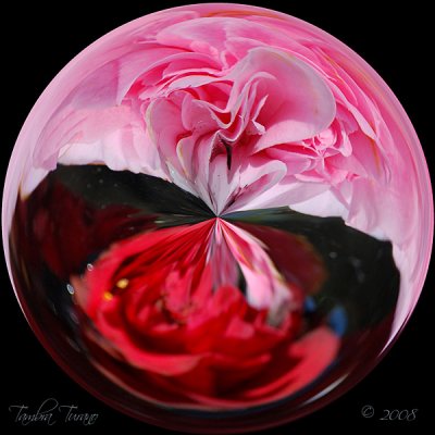 Camellia Sphere