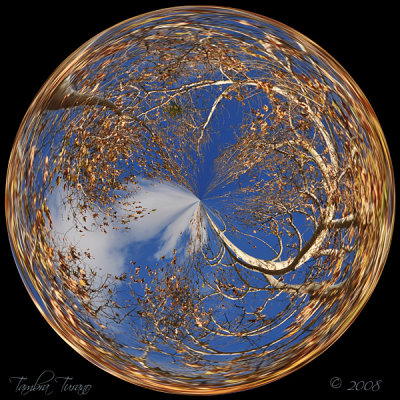 Tree Sphere
