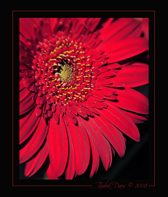 Red Gerbera with Lensbaby