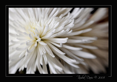 Spider Mum with Lensbaby
