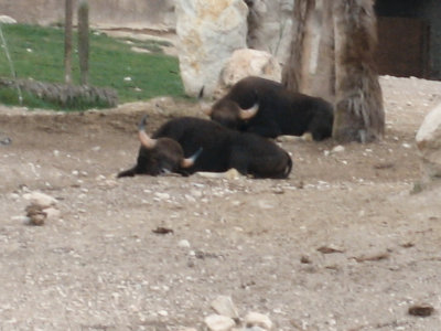 IMG_6590.jpg