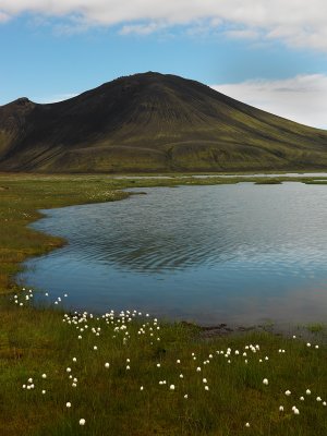 Lakeside Cottongrass