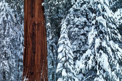 Sequoia In White