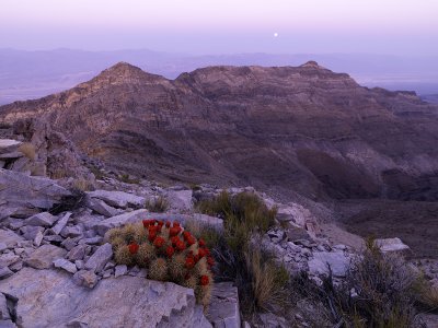 Aguereberry Cacti