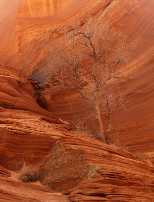 Cliff Dweller