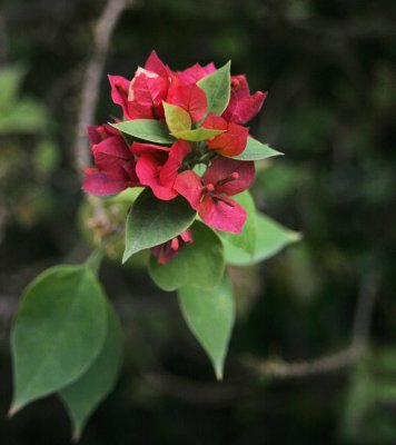 20080626_13queerbougainvillea.JPG