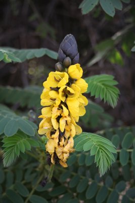 20080626_45yellowflower.JPG
