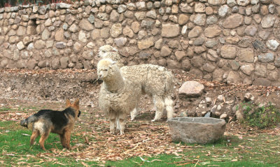 20080628_73alpaccas_dog.JPG